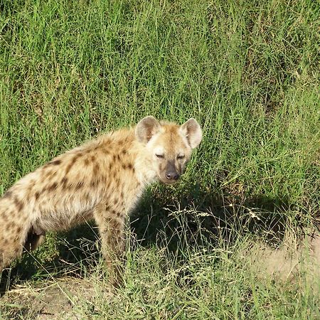 Thornybush Simbambili Lodge Sabi Sand Game Reserve Buitenkant foto