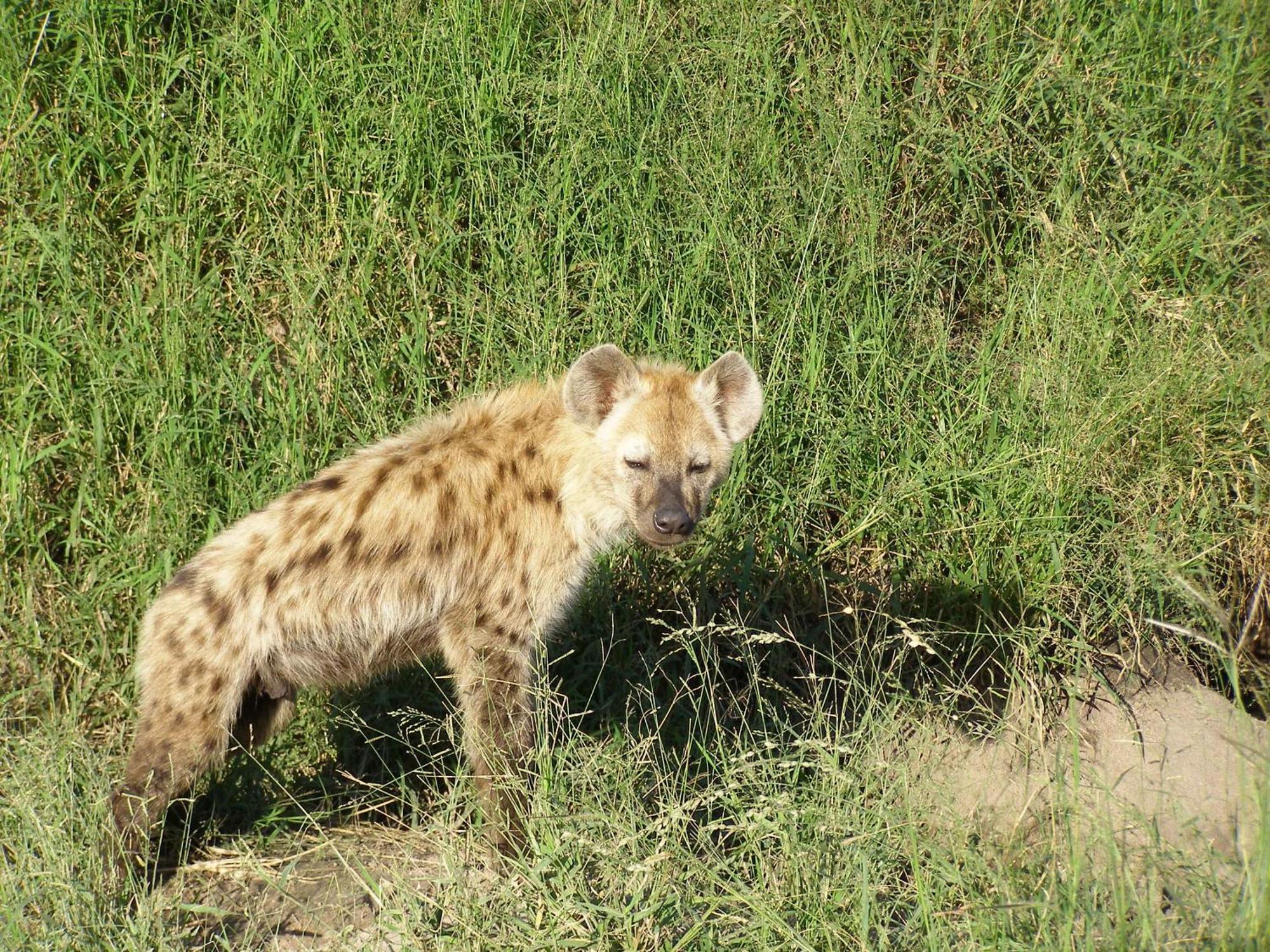 Thornybush Simbambili Lodge Sabi Sand Game Reserve Buitenkant foto